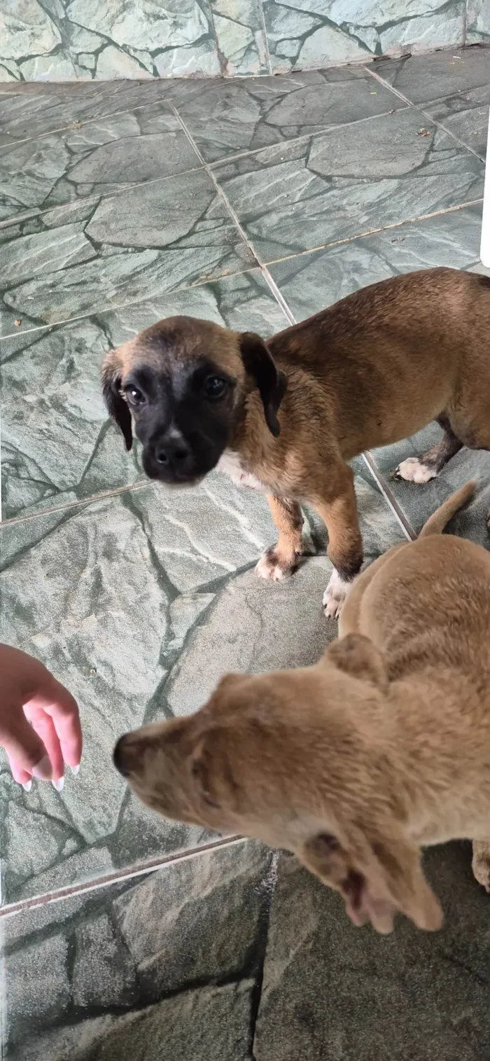Cachorro ra a SRD-ViraLata idade Abaixo de 2 meses nome Ggggg