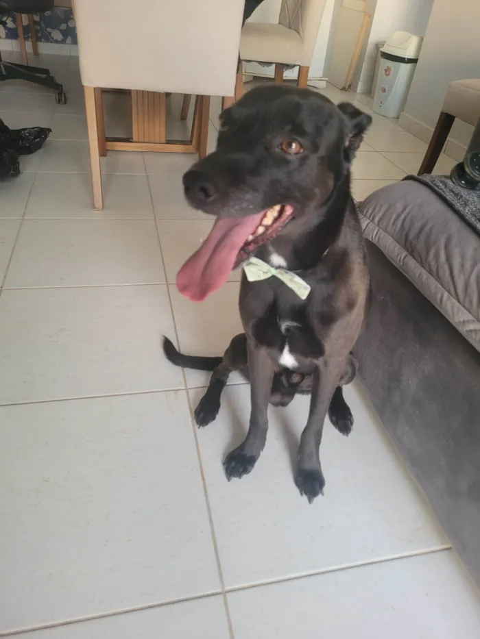 Cachorro ra a SRD-ViraLata idade 6 ou mais anos nome Haj