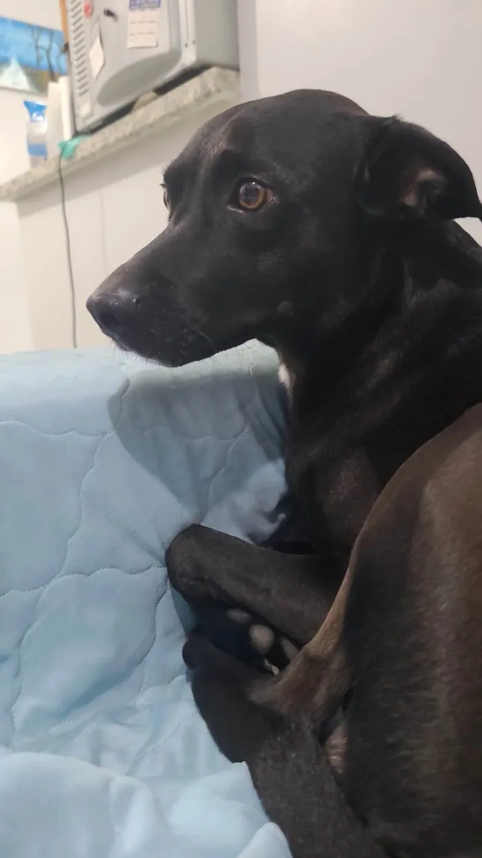 Cachorro ra a SRD-ViraLata idade 6 ou mais anos nome Haj