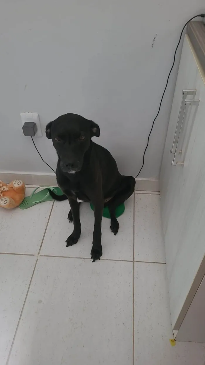 Cachorro ra a SRD-ViraLata idade 6 ou mais anos nome Haj