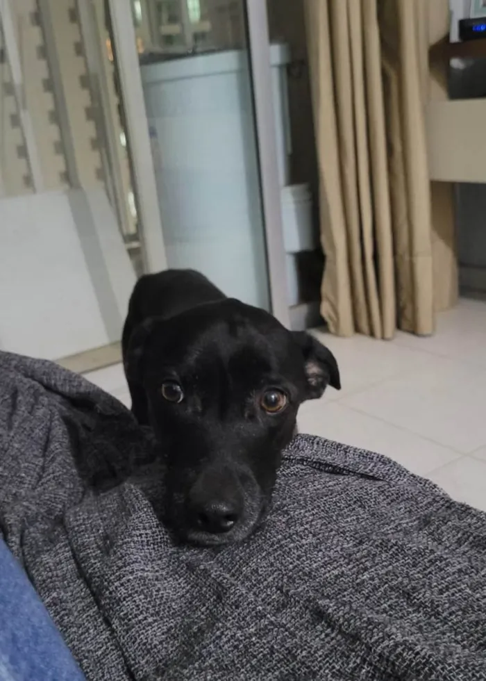 Cachorro ra a SRD-ViraLata idade 6 ou mais anos nome Haj