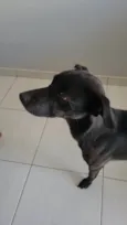 Cachorro ra a SRD-ViraLata idade 6 ou mais anos nome Haj