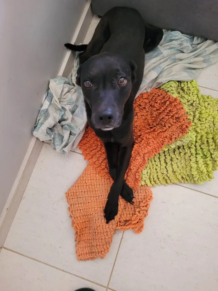 Cachorro ra a SRD-ViraLata idade 6 ou mais anos nome Haj