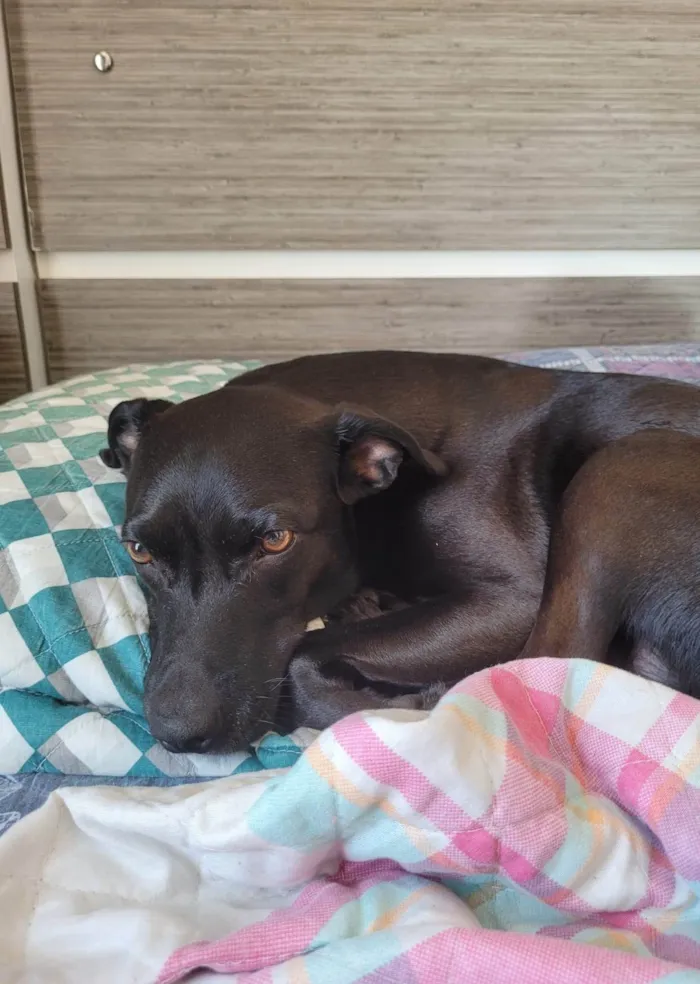 Cachorro ra a SRD-ViraLata idade 6 ou mais anos nome Haj