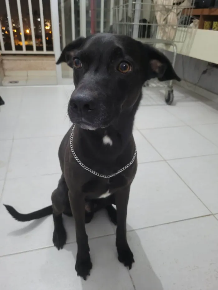 Cachorro ra a SRD-ViraLata idade 6 ou mais anos nome Haj