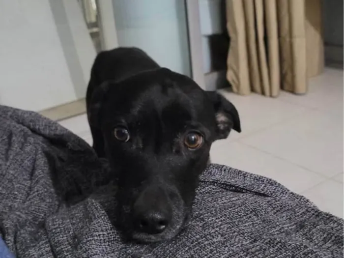 Cachorro ra a SRD-ViraLata idade 6 ou mais anos nome Haj