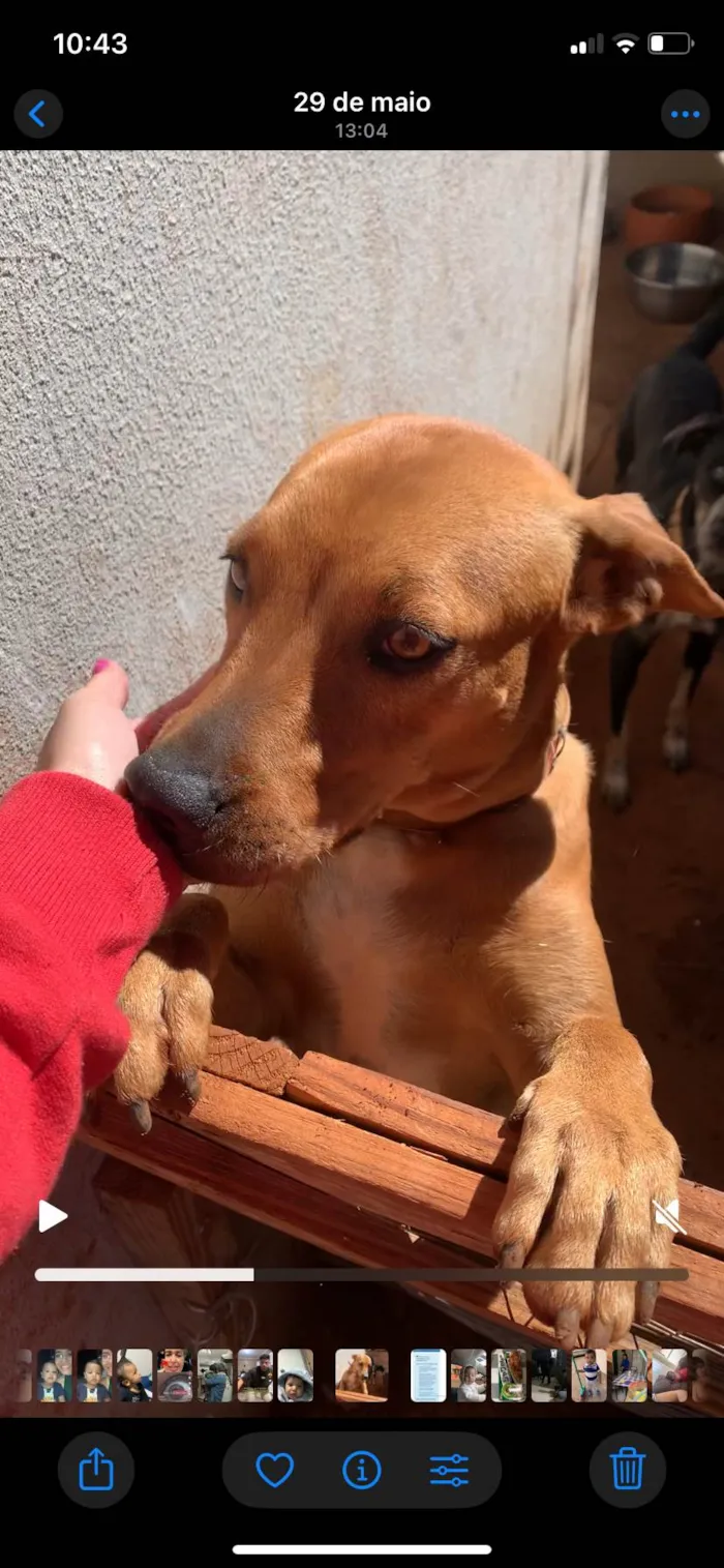 Cachorro ra a SRD-ViraLata idade 2 anos nome Chica 