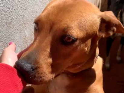 Cachorro raça SRD-ViraLata idade 2 anos nome Chica 