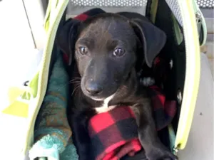 Cachorro raça SRD-ViraLata idade 2 a 6 meses nome Kiko