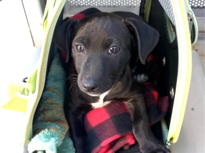 Cachorro ra a SRD-ViraLata idade 2 a 6 meses nome Kiko