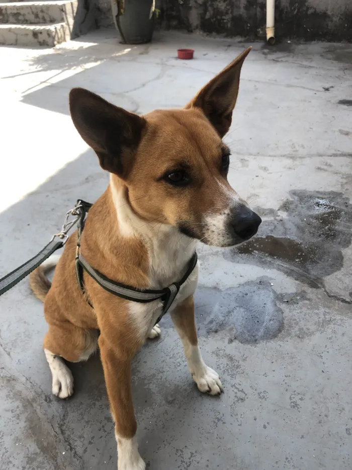 Cachorro ra a SRD-ViraLata idade 2 anos nome Beth