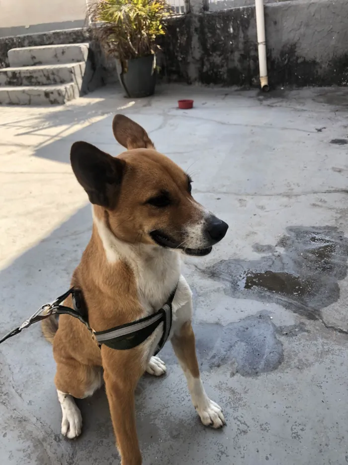 Cachorro ra a SRD-ViraLata idade 2 anos nome Beth