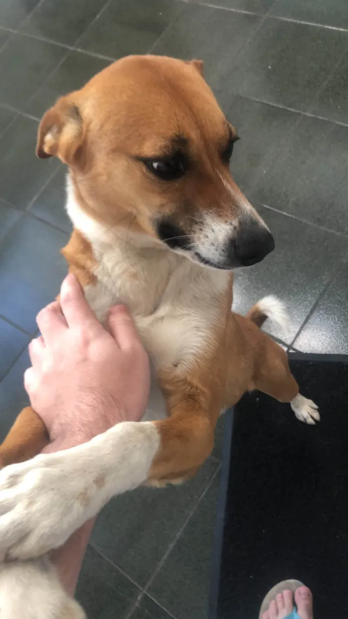 Cachorro ra a SRD-ViraLata idade 2 anos nome Beth