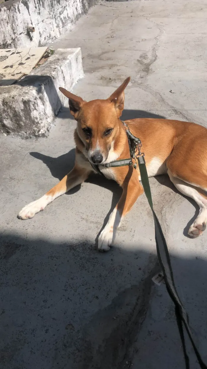 Cachorro ra a SRD-ViraLata idade 2 anos nome Beth
