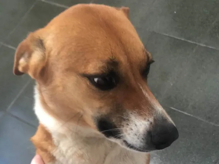 Cachorro ra a SRD-ViraLata idade 2 anos nome Beth