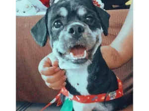 Cachorro raça Shitzu idade 2 anos nome Apollo 