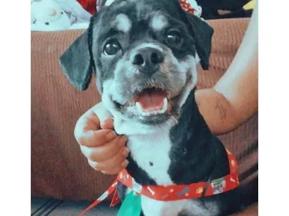 Cachorro raça Shitzu idade 2 anos nome Apollo 