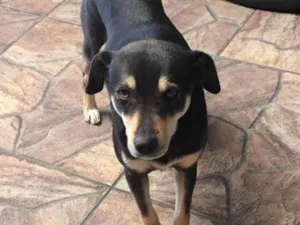 Cachorro raça SRD-ViraLata idade 3 anos nome Chitara 