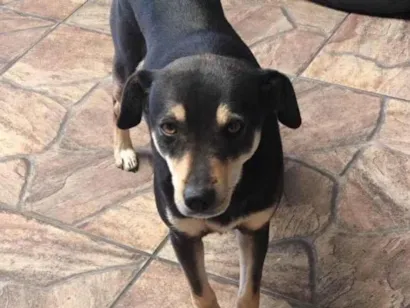 Cachorro raça SRD-ViraLata idade 3 anos nome Chitara