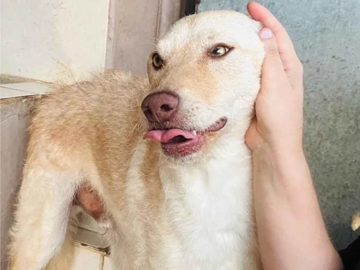 Cachorro ra a SRD-ViraLata idade 1 ano nome Feliz 