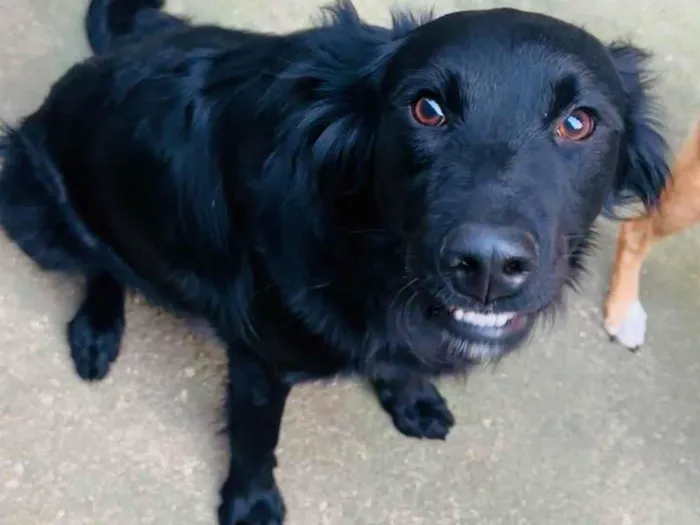 Cachorro ra a SRD-ViraLata idade 1 ano nome Niko