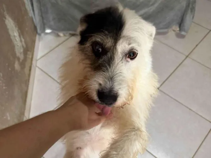 Cachorro ra a SRD-ViraLata idade 2 anos nome Luna