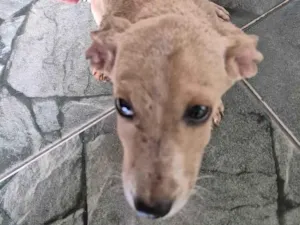 Gato raça SRD-ViraLata idade Abaixo de 2 meses nome Ttmmm