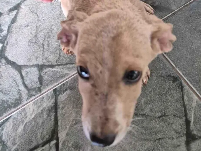 Gato ra a SRD-ViraLata idade Abaixo de 2 meses nome Ttmmm