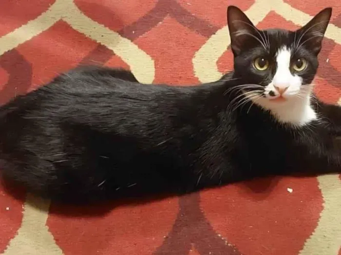 Gato ra a SRD-ViraLata idade 2 anos nome Pulguinha 