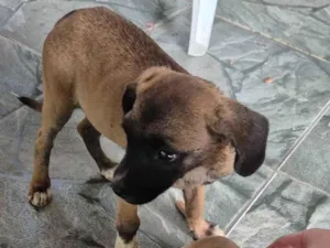 Cachorro raça SRD-ViraLata idade Abaixo de 2 meses nome Ggggg