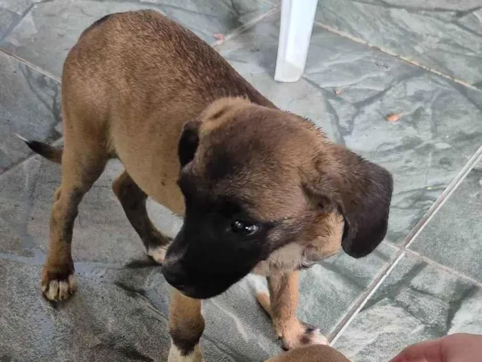 Cachorro ra a SRD-ViraLata idade Abaixo de 2 meses nome Ggggg