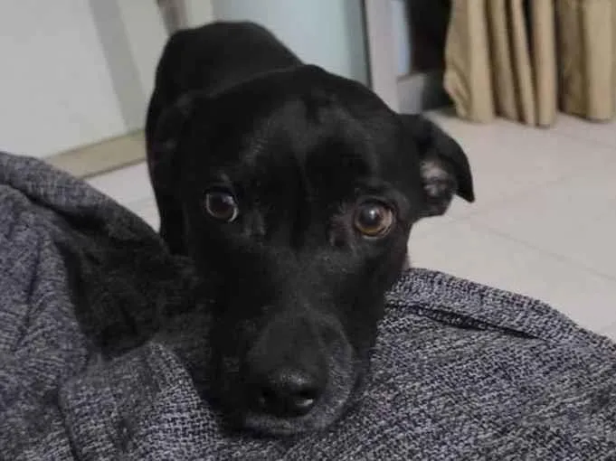 Cachorro ra a SRD-ViraLata idade 6 ou mais anos nome Haj