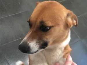 Cachorro raça SRD-ViraLata idade 2 anos nome Beth