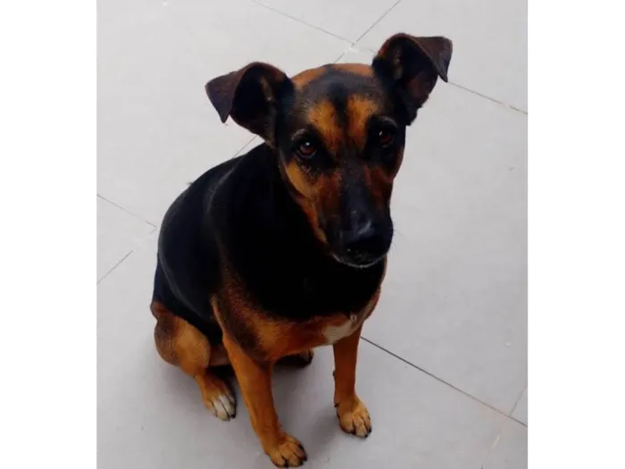 Cachorro ra a SRD-ViraLata idade 2 anos nome Megue