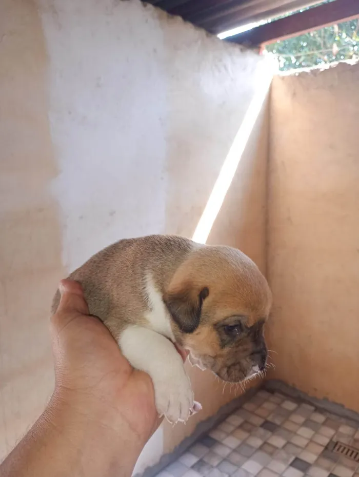 Cachorro ra a SRD-ViraLata idade 2 a 6 meses nome Shopia e Olívia