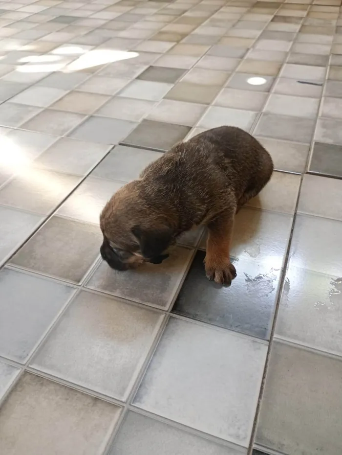 Cachorro ra a SRD-ViraLata idade 2 a 6 meses nome Shopia e Olívia
