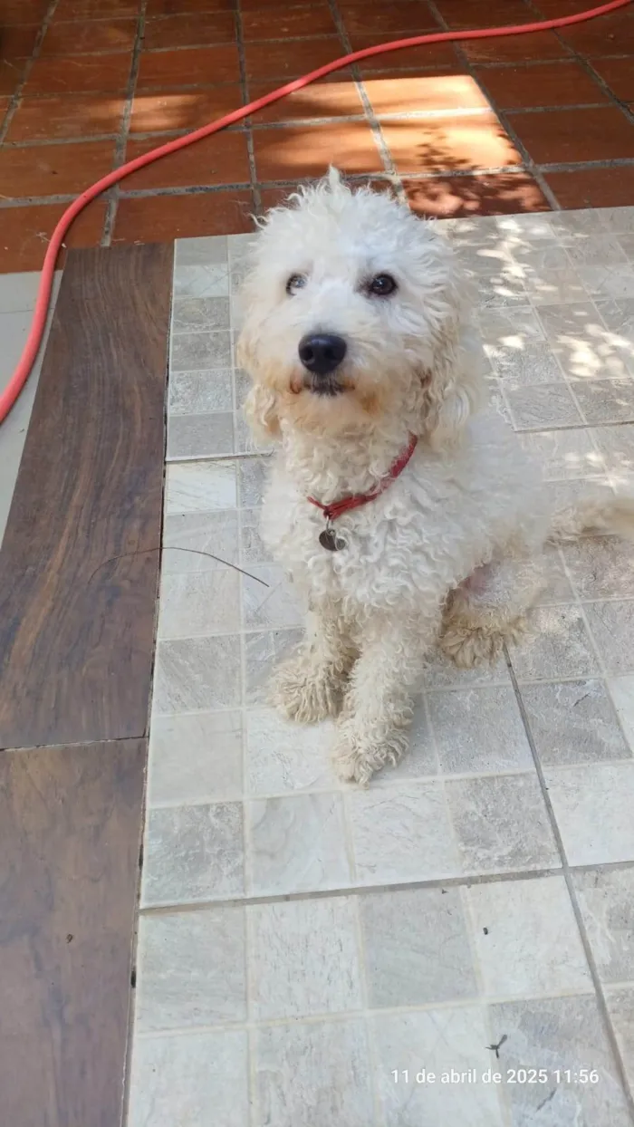 Cachorro ra a Poodle idade 2 anos nome Nino