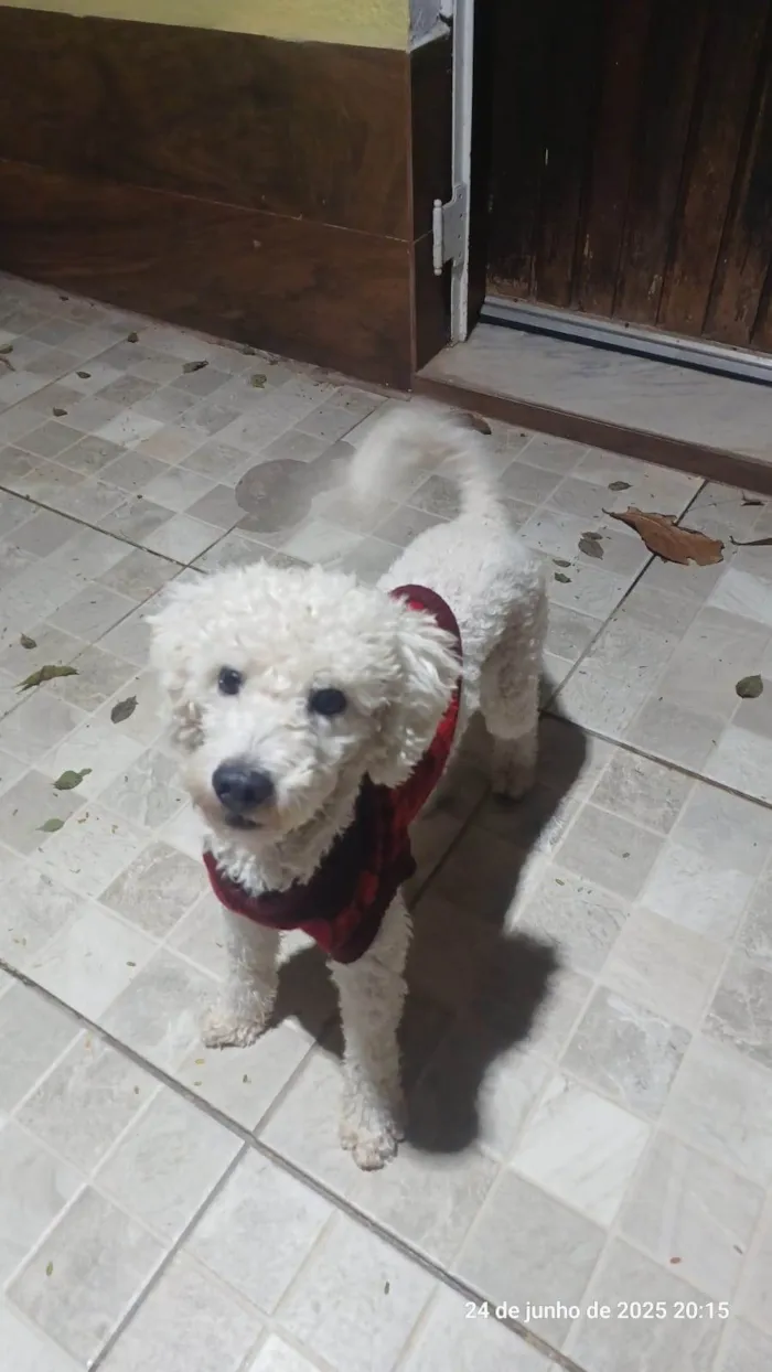 Cachorro ra a Poodle idade 2 anos nome Nino