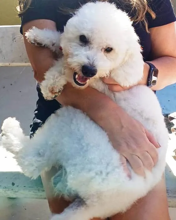 Cachorro ra a Poodle idade 2 anos nome Nino