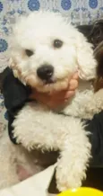 Nino
