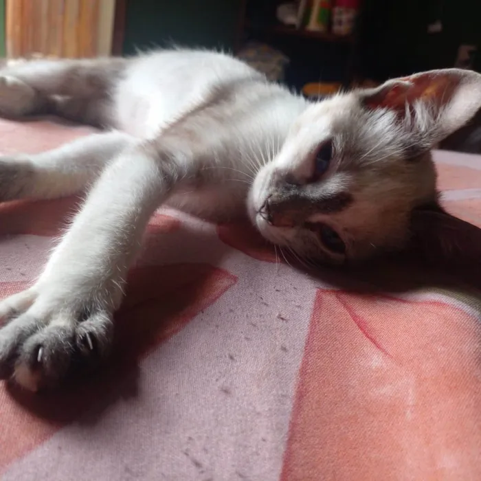 Gato ra a Siamês idade 2 a 6 meses nome Nazi (pode trocar)