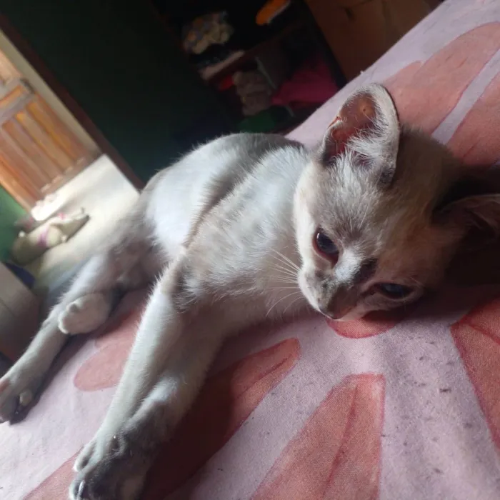 Gato ra a Siamês idade 2 a 6 meses nome Nazi (pode trocar)