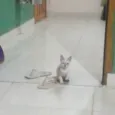 Nazi (pode trocar)