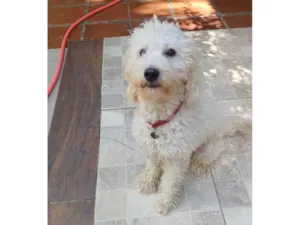 Cachorro raça Poodle idade 2 anos nome Nino