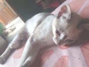 Gato raça Siamês idade 2 a 6 meses nome Nazi (pode trocar)