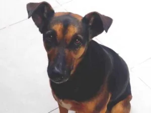 Cachorro raça SRD-ViraLata idade 2 anos nome Megue