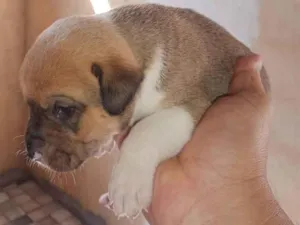 Cachorro raça SRD-ViraLata idade 2 a 6 meses nome Shopia e Olívia