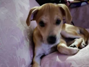 Cachorro raça SRD-ViraLata idade 2 a 6 meses nome Frida 