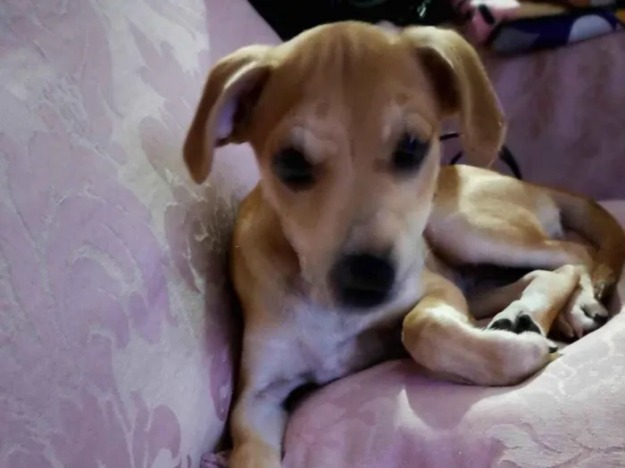 Cachorro ra a SRD-ViraLata idade 2 a 6 meses nome Frida 