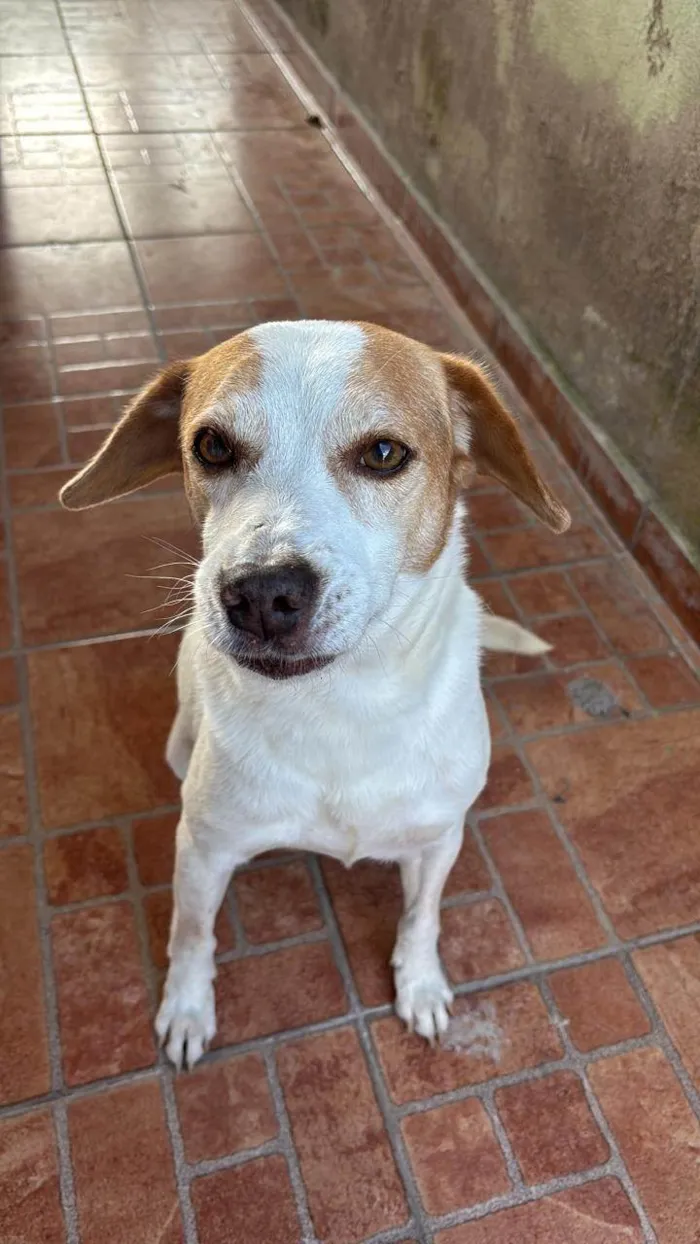 Cachorro ra a SRD-ViraLata idade 6 ou mais anos nome Beethoven 